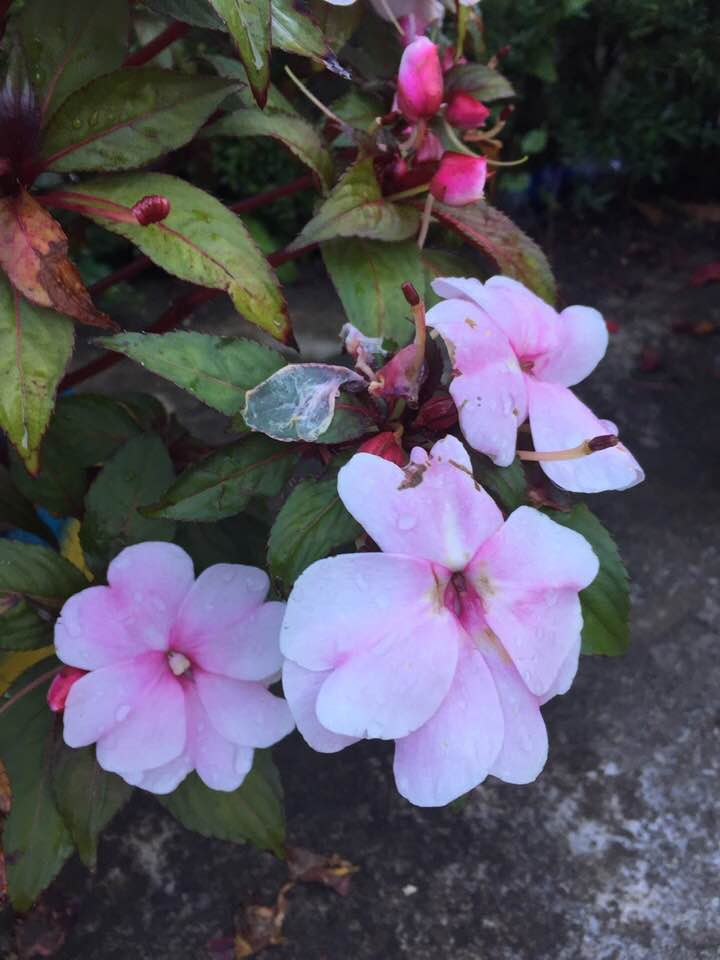 Spring Stories 10