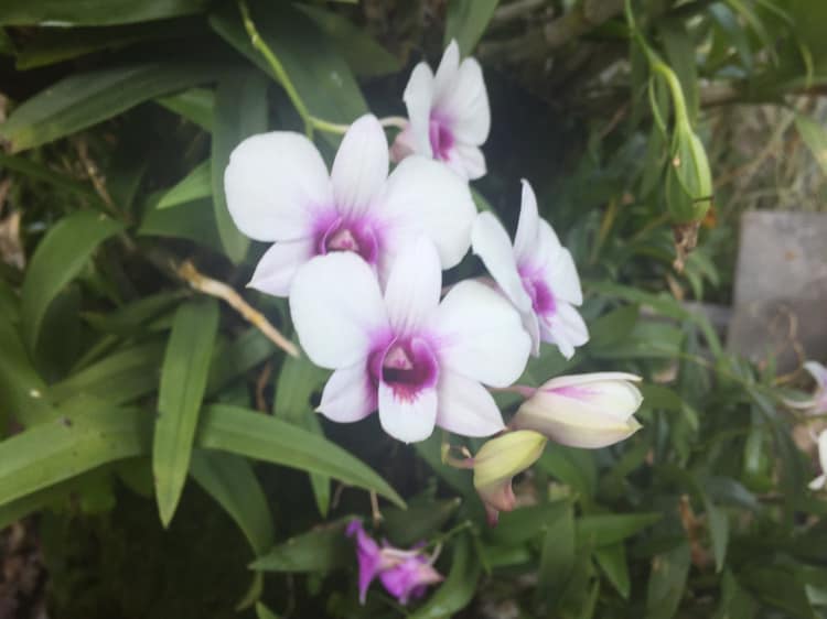 🌸 Câu chuyện mùa xuân 2020 - Số 4 🏵